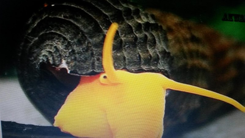 A Snail ESL
