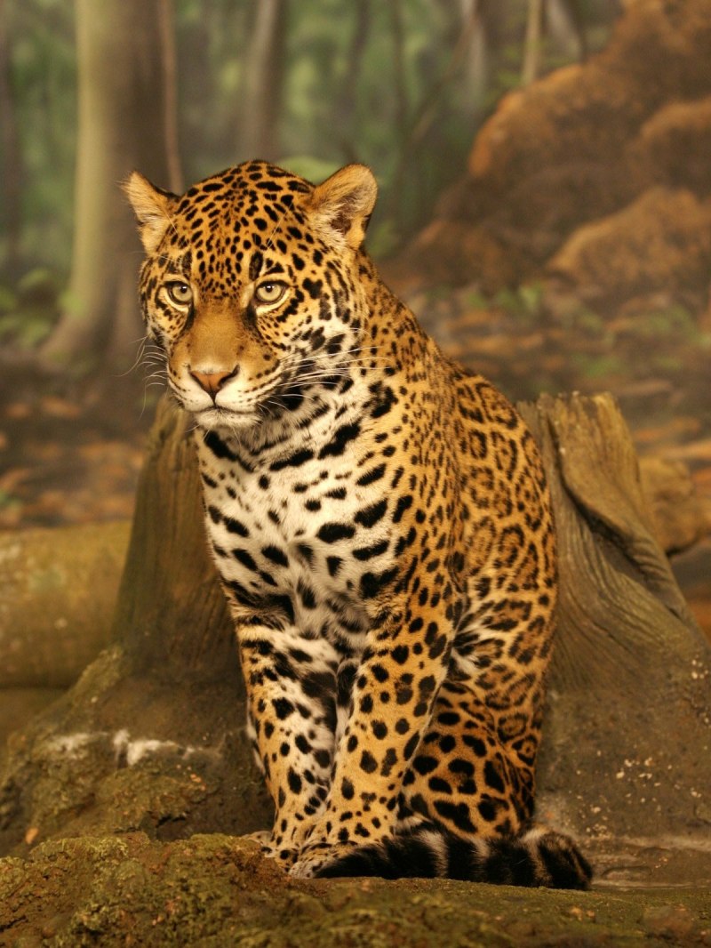 Smoky Leopard