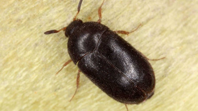 Жук кожеед Anthrenus