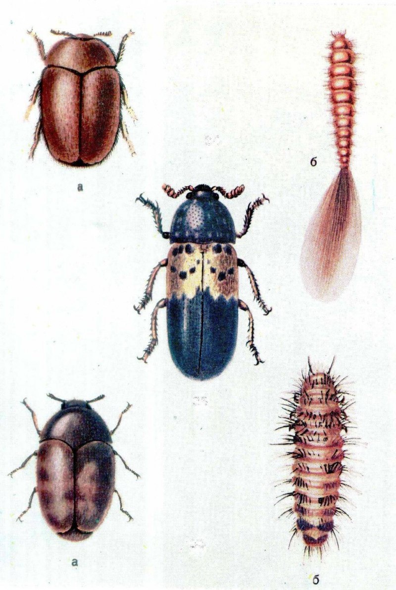 Ochodaeus maculatus