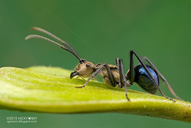 Rhytidoponera aspersa