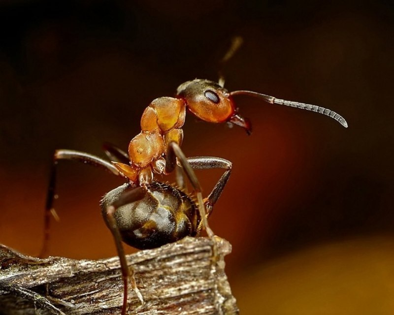 Голубой муравей (69 фото)
