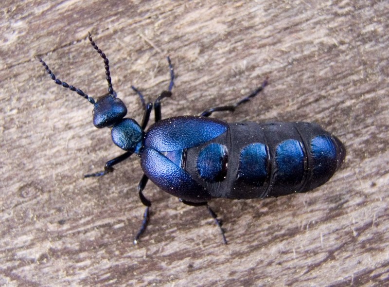 Meloe proscarabaeus Жук
