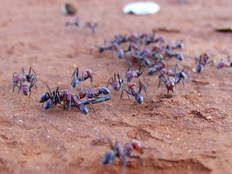 Cataglyphis bombycina