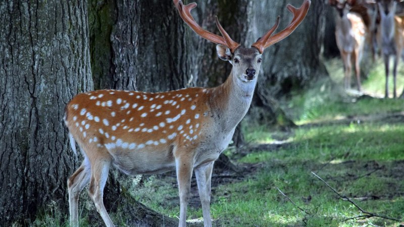 Пятнистый олень (Cervus Nippon)