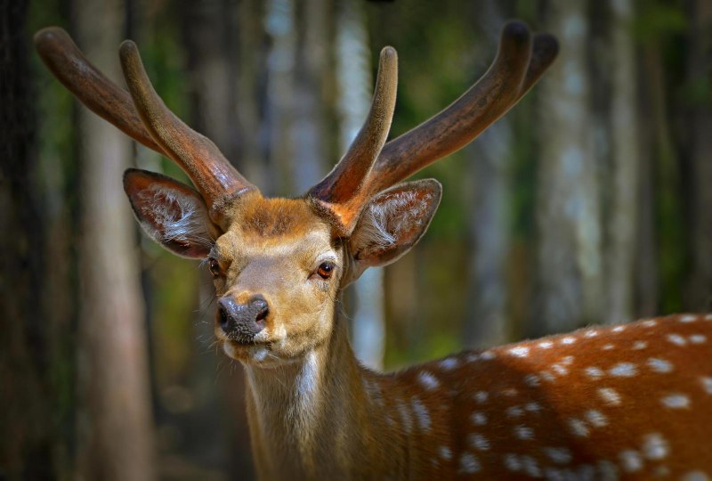 Пятнистый олень (Cervus Nippon)