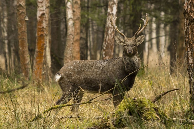 Уссурийский пятнистый олень Cervus Nippon hortulorum