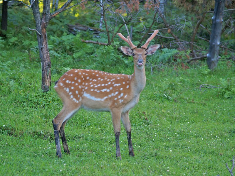 Пятнистый олень (Cervus Nippon)
