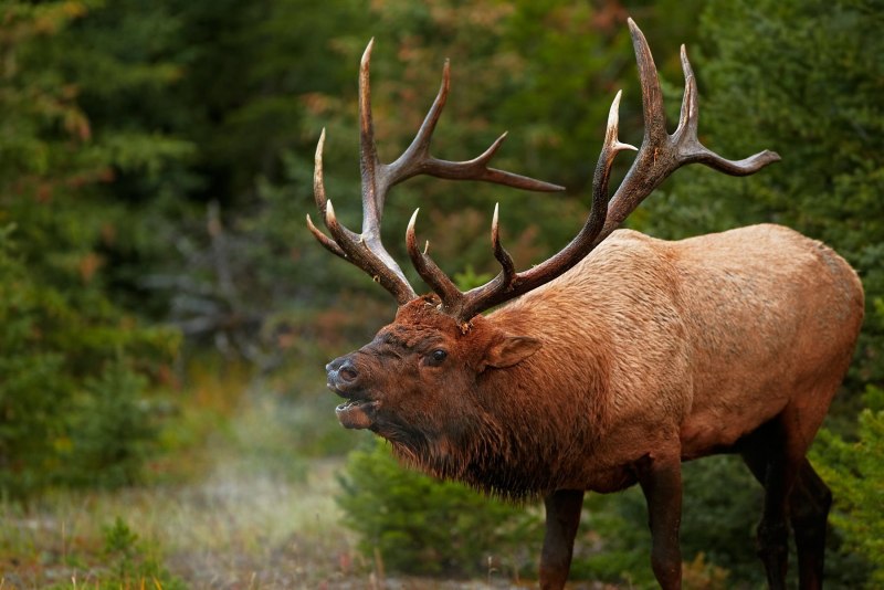 Филиппинский пятнистый олень (Cervus alfredi)