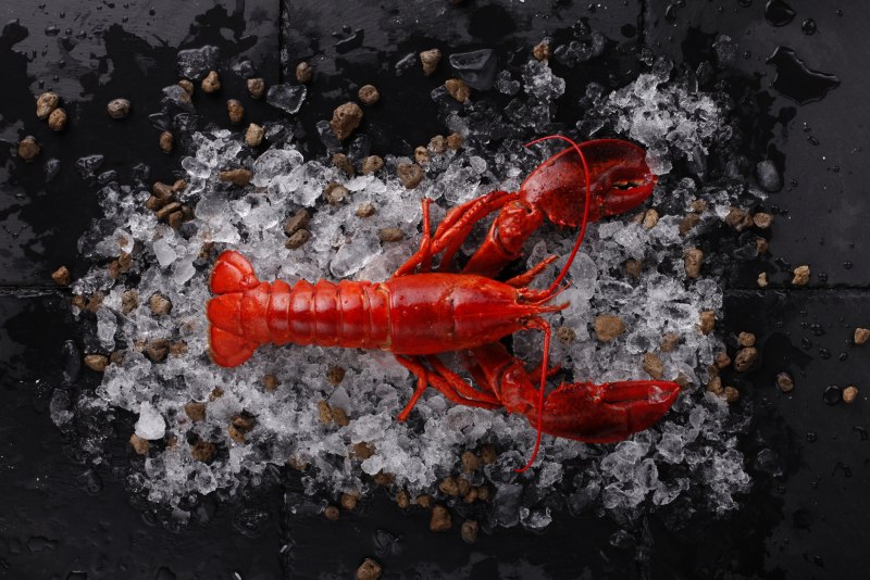 Клешни ракообразных