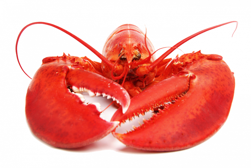 Ракообразные морепродукты