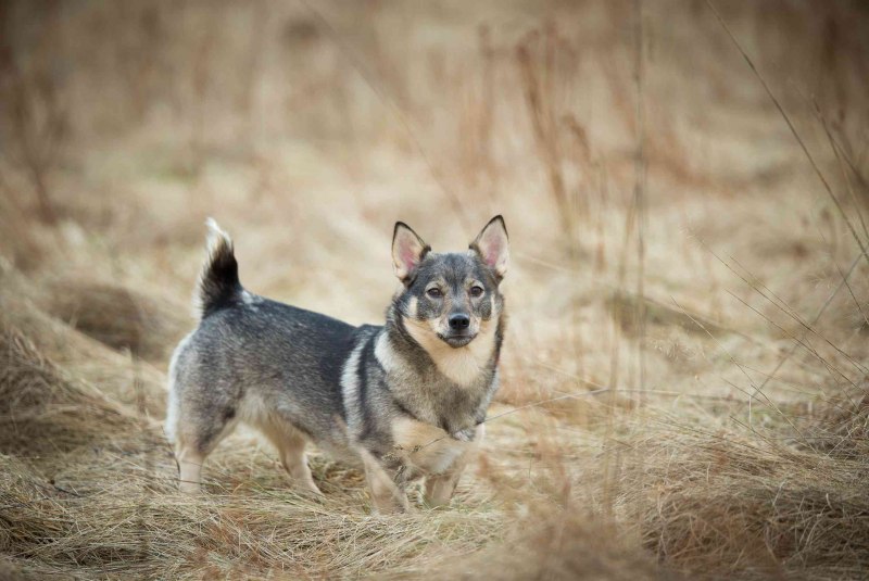 Feifei the Wolf pup