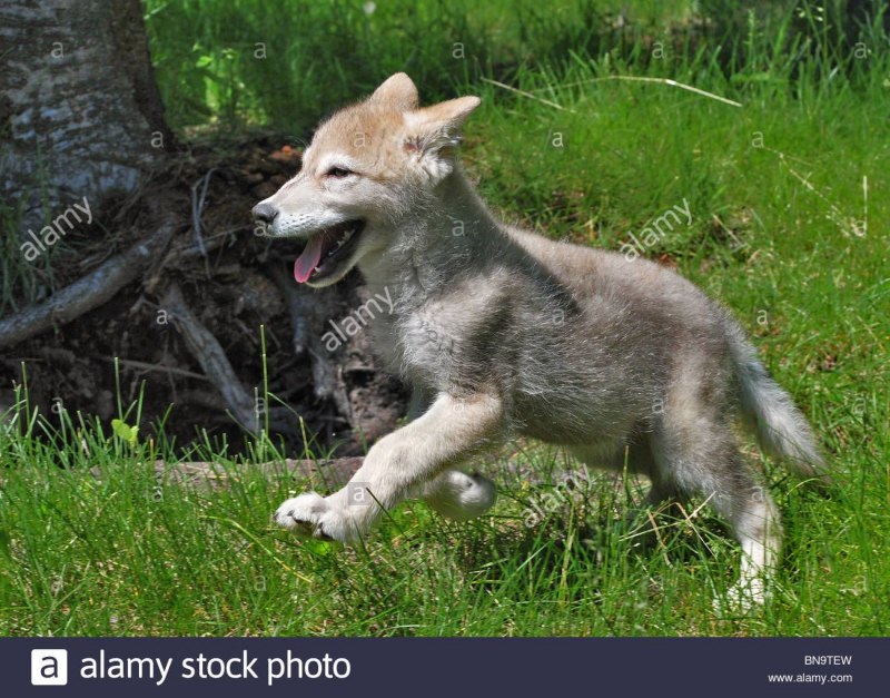 Mi Timber Wolf