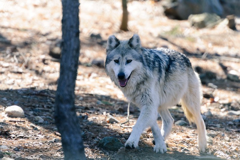 Wolf Cub прическа