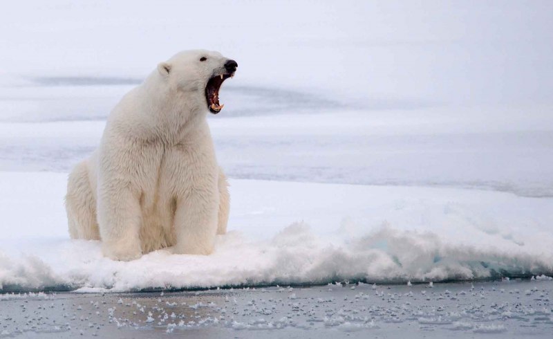 Полар бир (Polar Bear)