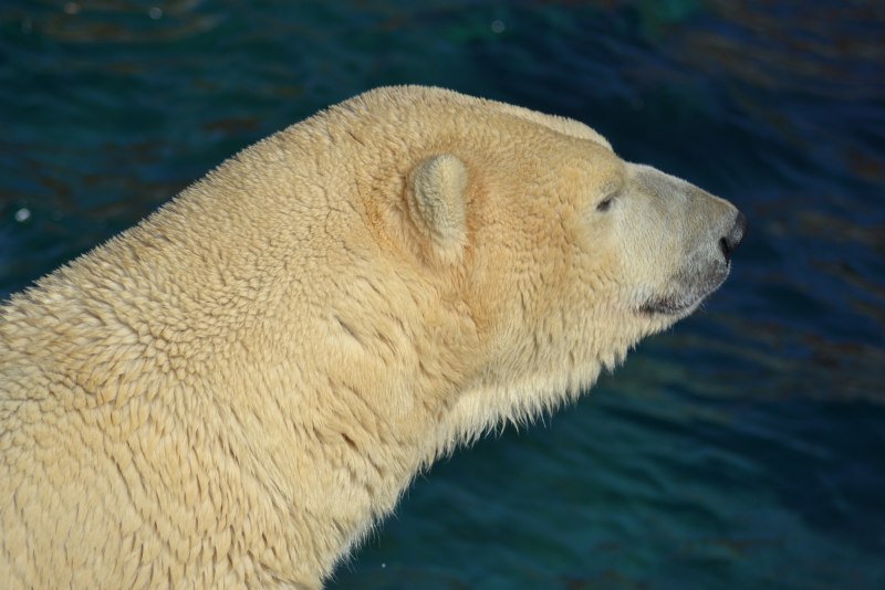 Белый медведь (лат. Ursus maritimus)