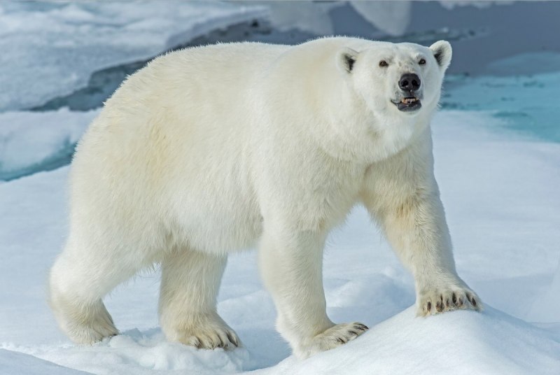 Белый медведь Ursus maritimus