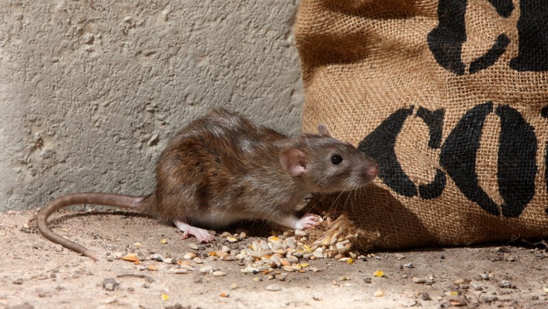 Серая крыса (Пасюк) - Rattus norvegicus.