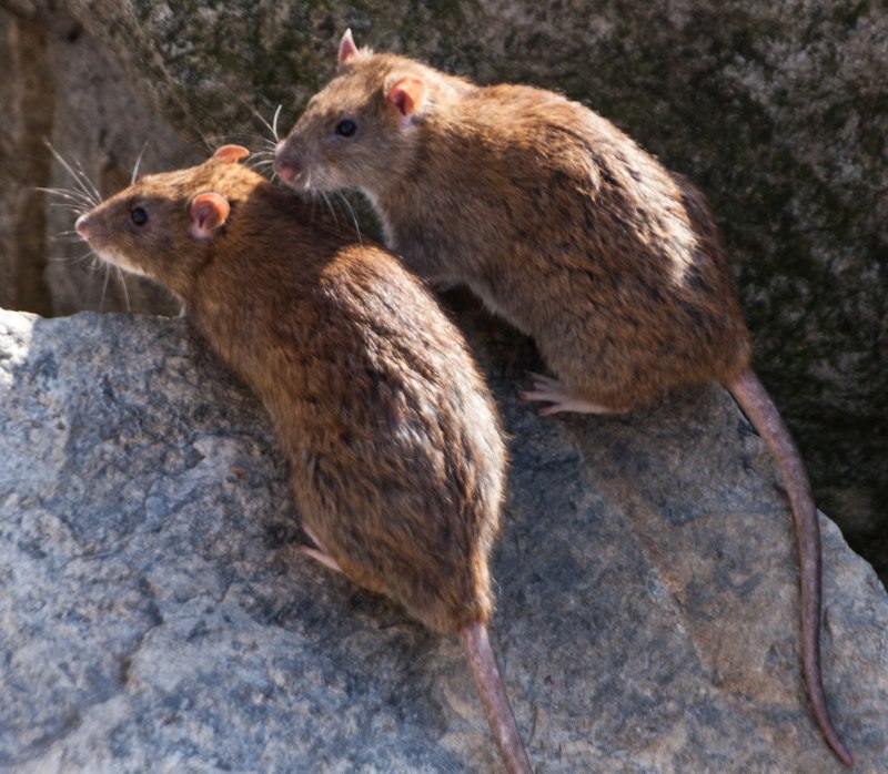 Серая крыса Rattus Rattus
