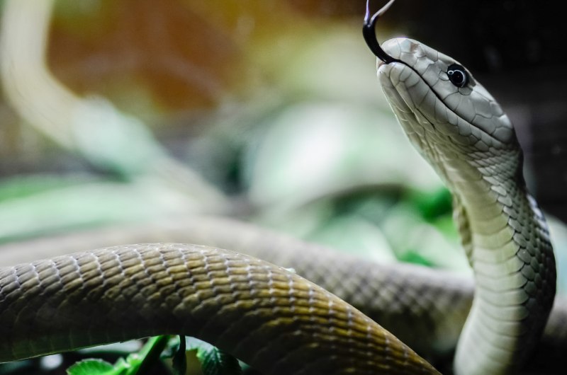 Чёрная мамба Dendroaspis polylepis
