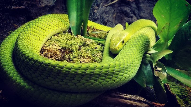 Королевский питон Albino