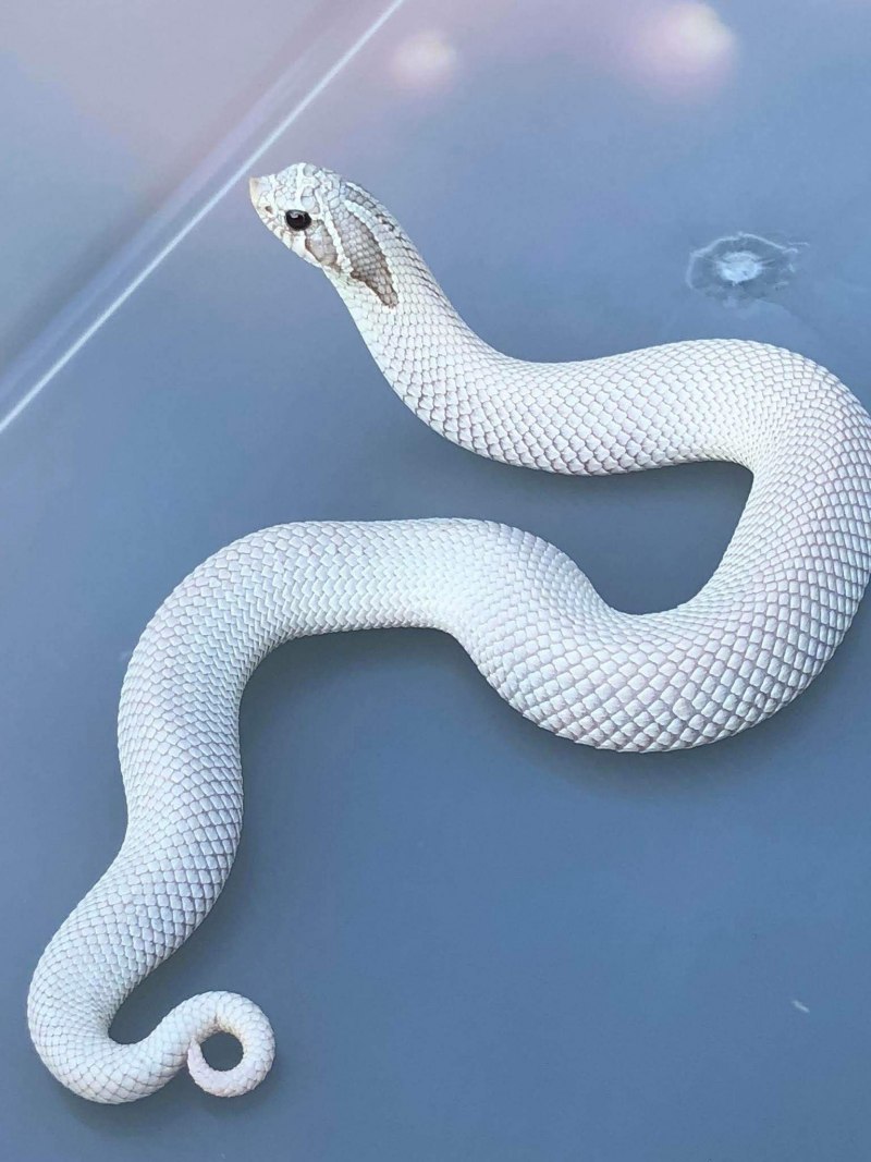 Белогубая куфия Trimeresurus insularis