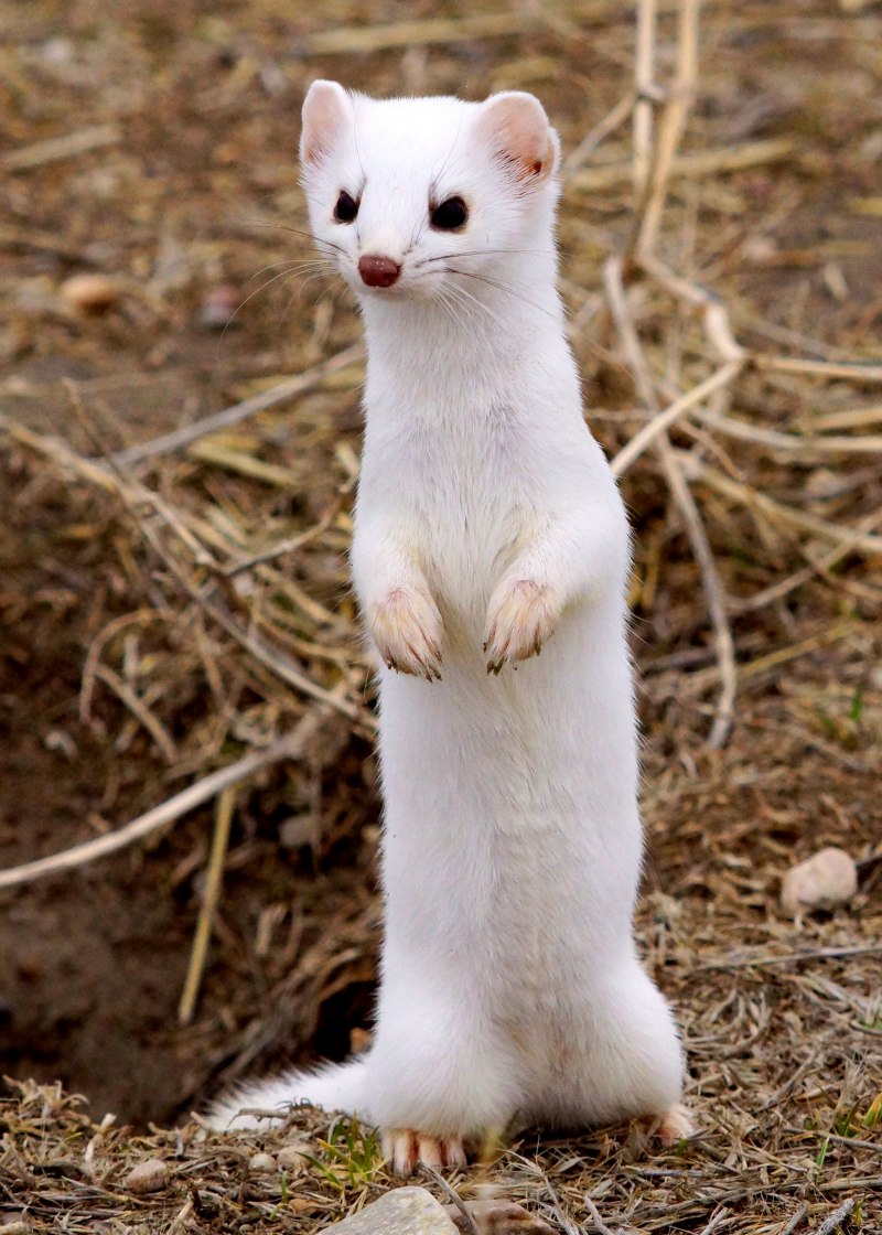Mustela nivalis