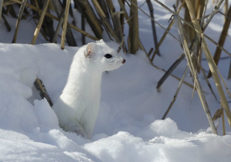 Mustela nivalis
