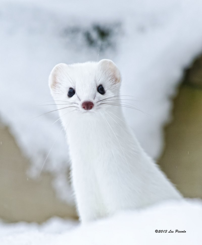 Горностай (Mustela erminea)