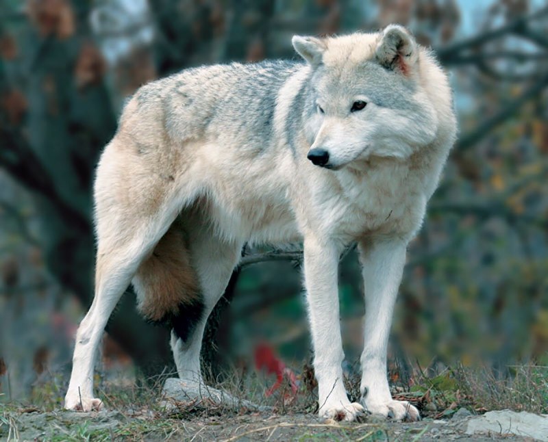 Волк canis Lupus