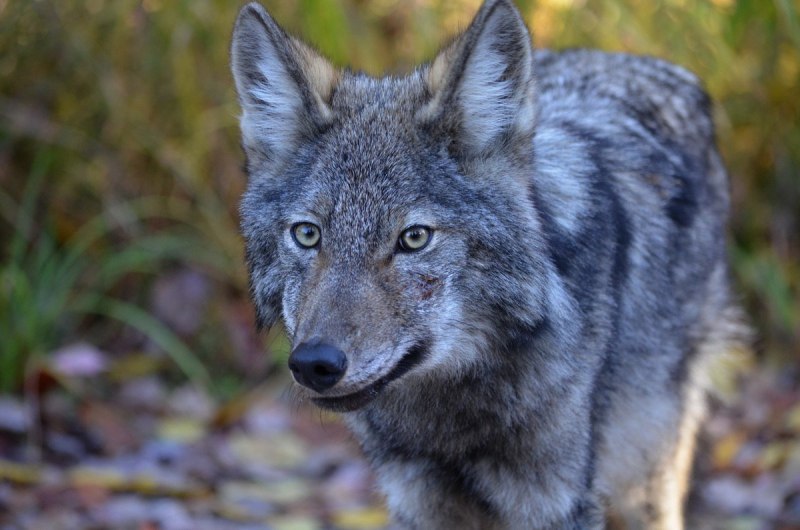 Волк canis Lupus