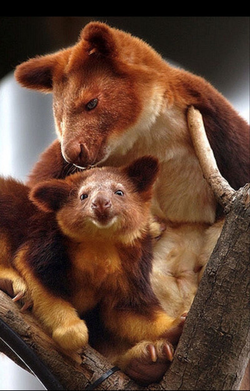Древесный кенгуру (Dendrolagus)