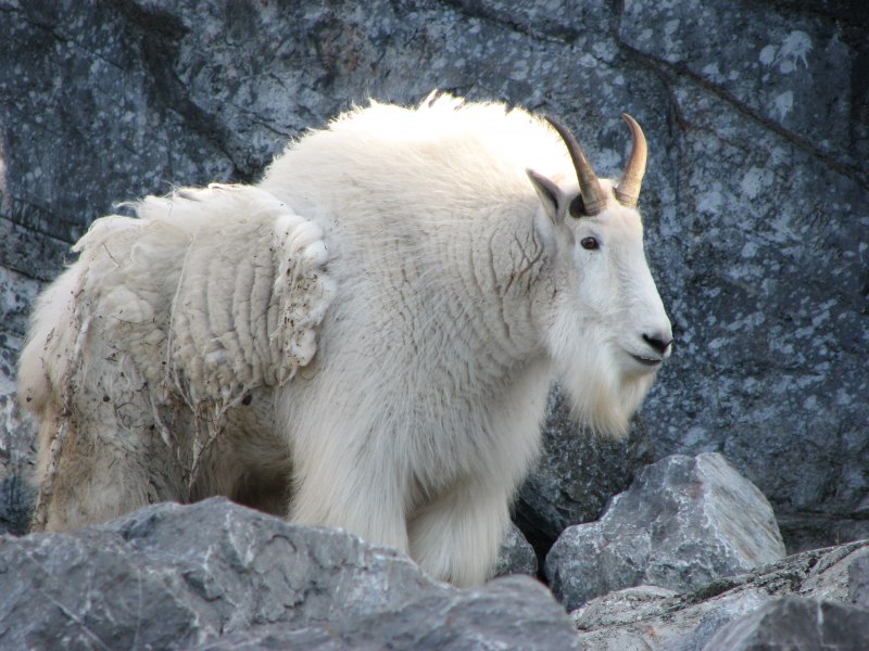 Oreamnos americanus