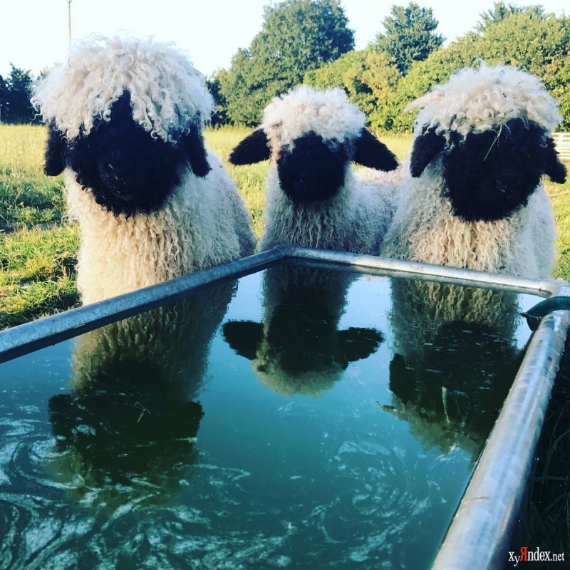 Valais Blacknose