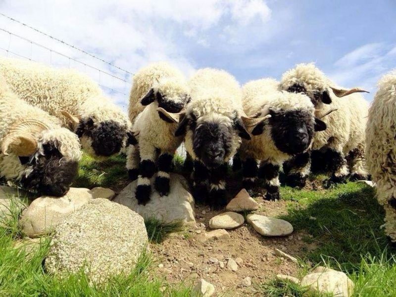 Скот Уэльс