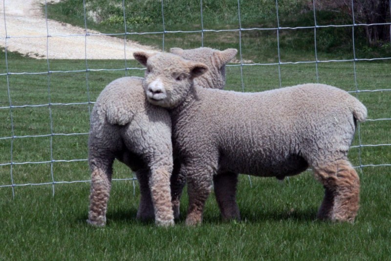 Valais Sheep
