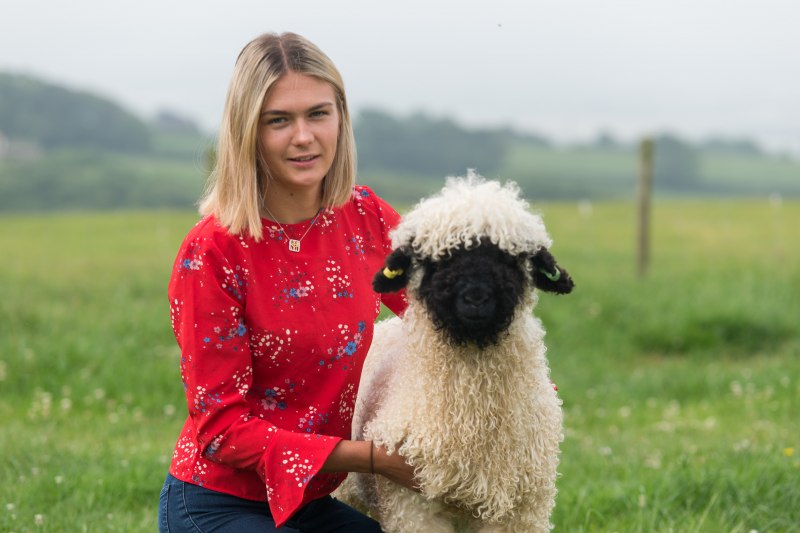 Welsh Mountain Sheep