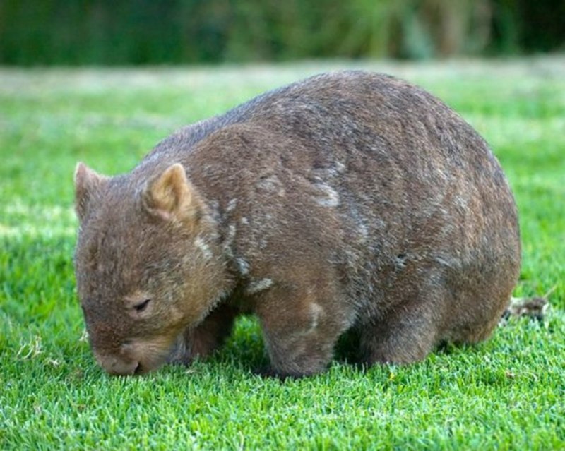 Lasiorhinus krefftii
