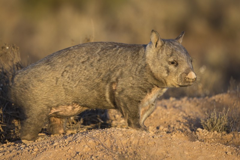 Северный длинношерстный вомбат (Lasiorhinus)