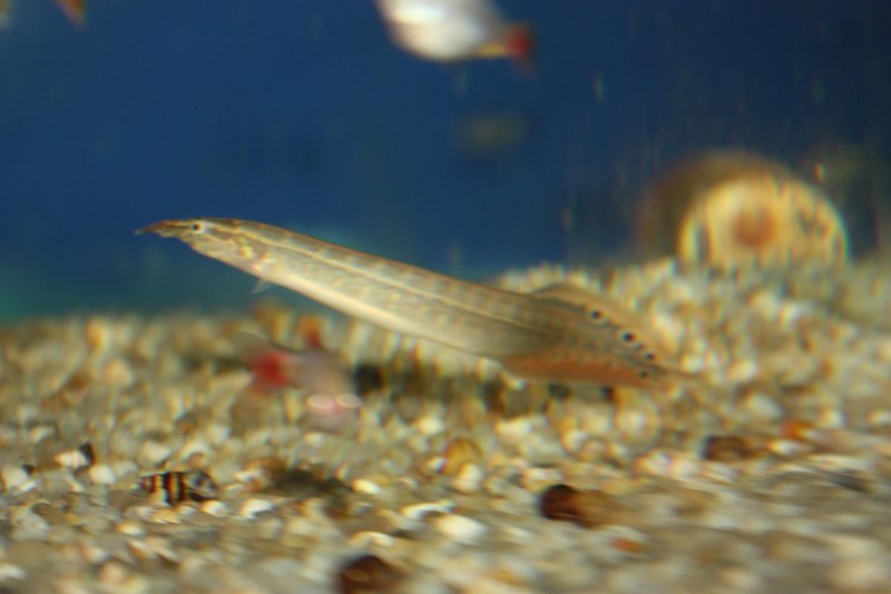 Mastacembelus plagiostoma