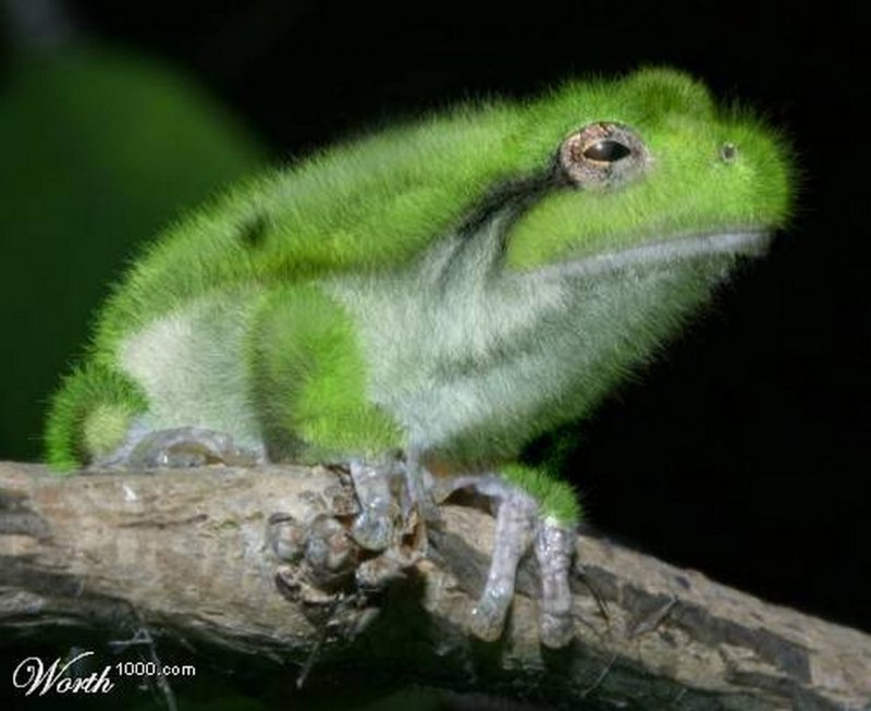 Лягушка Trichobatrachus robustus