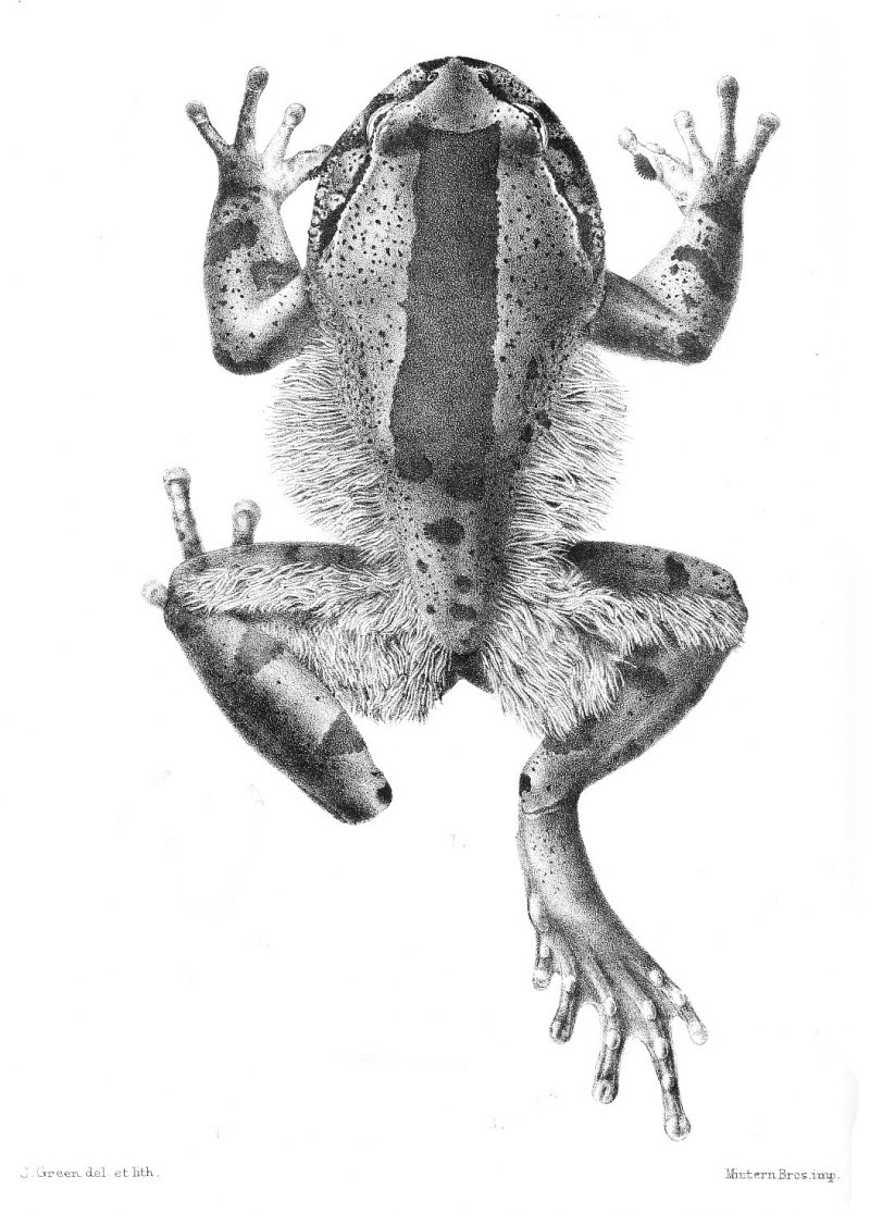 Лягушка из Африки Trichobatrachus robustus