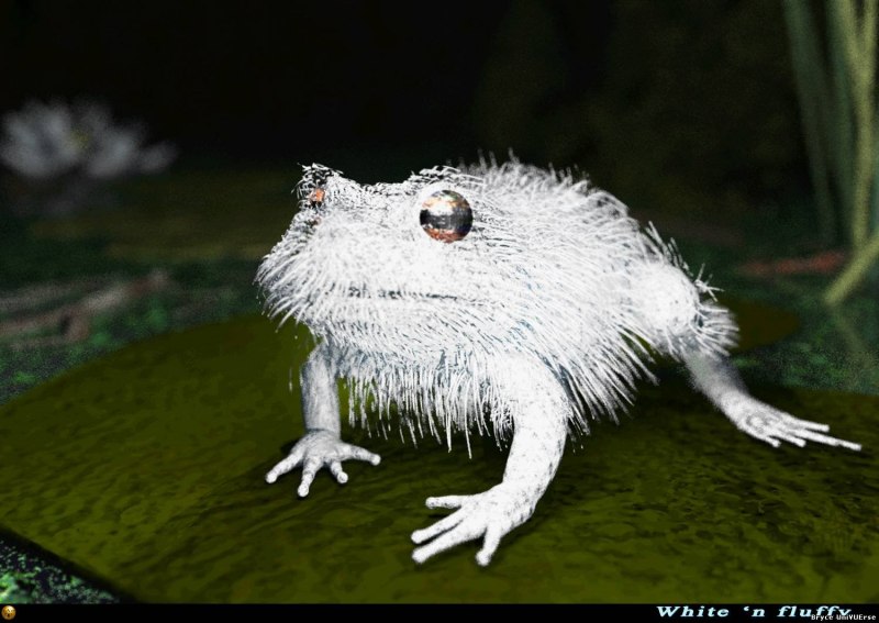 Лягушка Trichobatrachus robustus