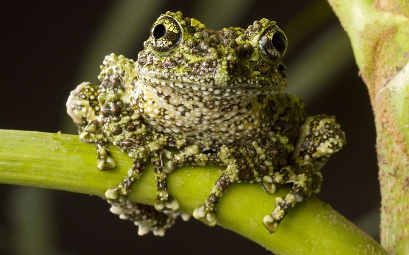 Rana temporaria