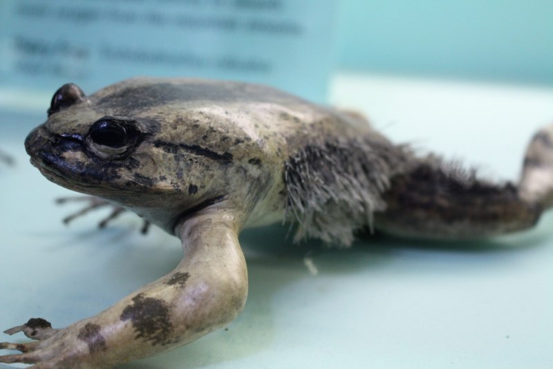 Trichobatrachus robustus