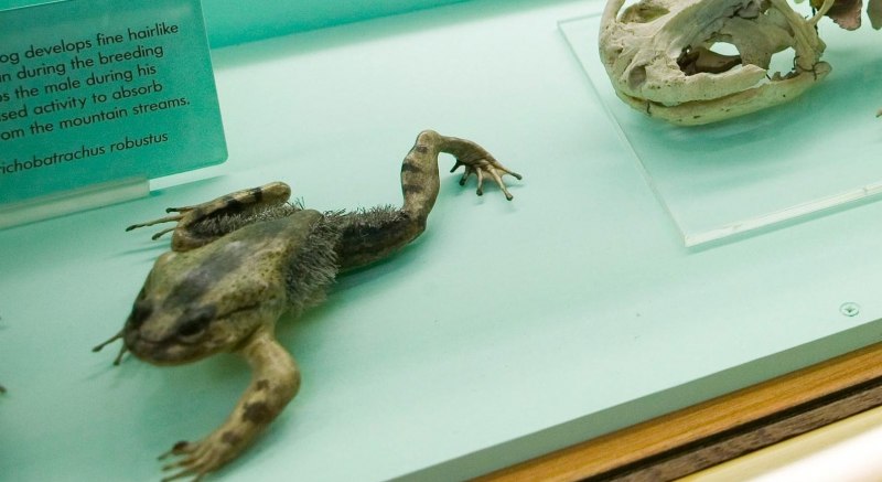 Trichobatrachus robustus