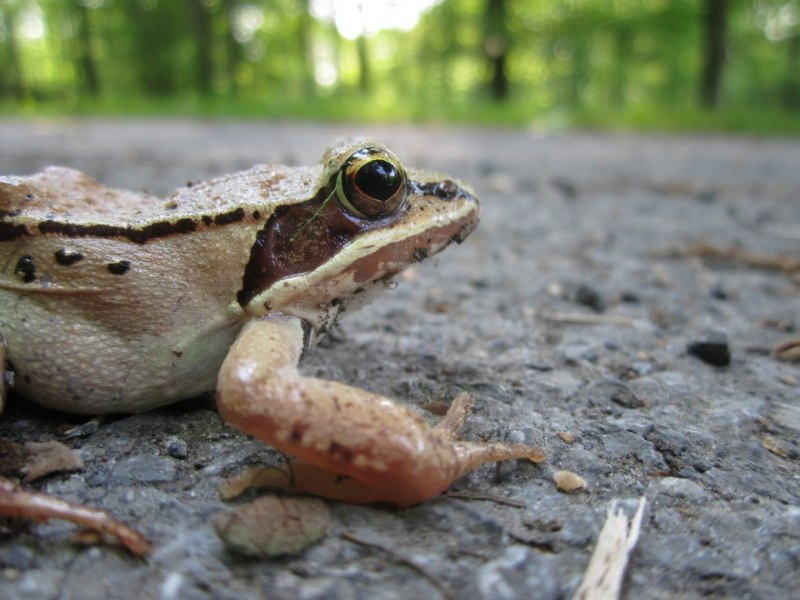 Leptobrachium boringii