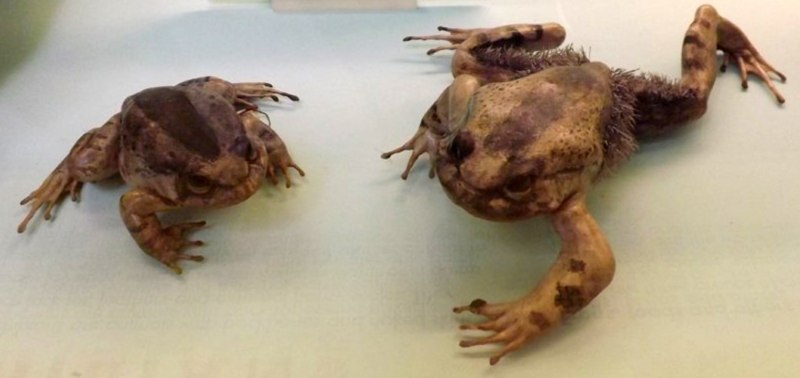 Trichobatrachus robustus
