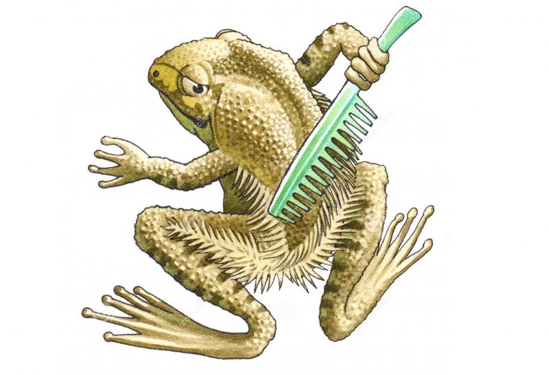 Rana catesbeiana