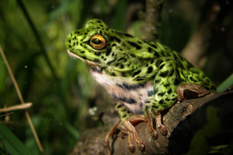 Trichobatrachus robustus